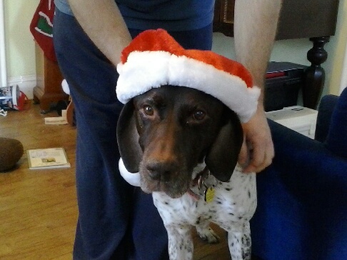 This is the horrible Parker dog who has stolen my dreams from me.  Don't let the Santa hat fool you.